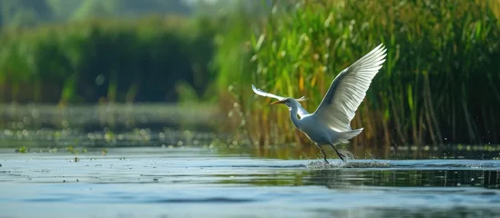 Fotobehang Bird on Danube Delta water, showcasing biodiversity of ecosystem conservation. © 2rogan