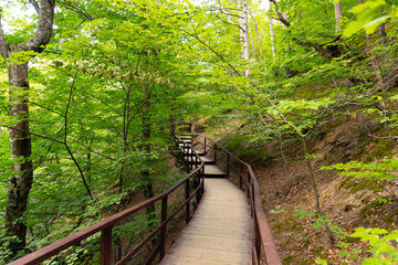 Obraz premium Wooden flooring on an ecological trail in a summer mountain forest.