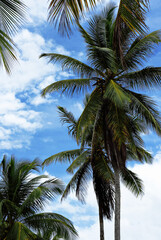 Fototapeta na wymiar Palm trees, Bahia, Brazil, South America.