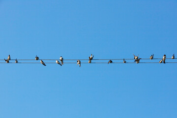 Many birds, swallows or martlets, swifts sit on wires against the background of the blue sky. Copy space.