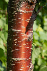 Striped bark of red cherry tree trunk on blurred summer background of green nature. Bark of prunus...