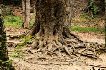 The trunk of an old large oak tree with bark and roots on the ground. Natural wild park.