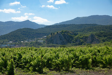 Fototapeta na wymiar Mountain valley with green spring Vineyard, landscape. Copy space.