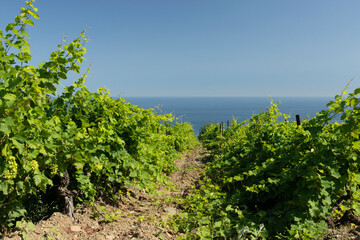 Fototapeta na wymiar Green spring rows of grape vines in a vineyard, overlooking the blue sea. Landscape. Copy space.