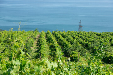 Fototapeta na wymiar Green spring rows of grape vines in a vineyard, overlooking the blue sea. Landscape. Copy space.