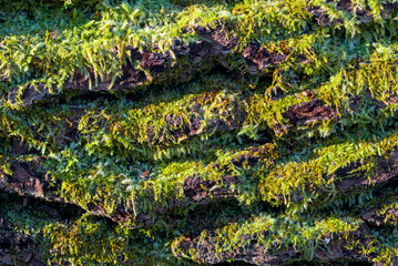 Sunlit detailed moss-covered tree bark, close up horizontal shot, macro, background