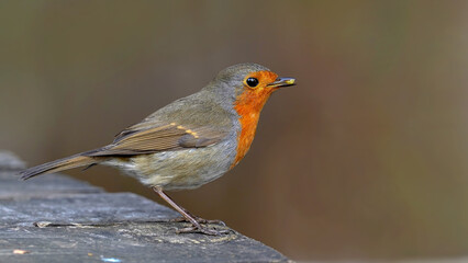 Robin bird perching on a wooden  