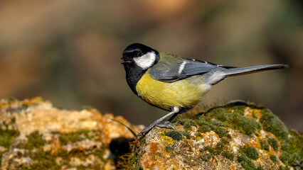great tit perching on a rock   