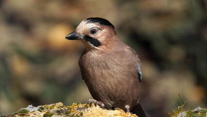 eurasian jay perching on a rock 