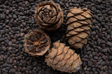 Unshelled pine nuts are scattered on the surface, nearby are cedar cones with frozen resin on them, cedar