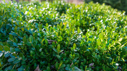 Closeup of a lush shrub thriving under sunlight