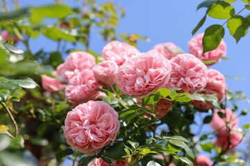 Beautiful pink english climbing roses in bright sunshine in the perennial cottage garden in summer.