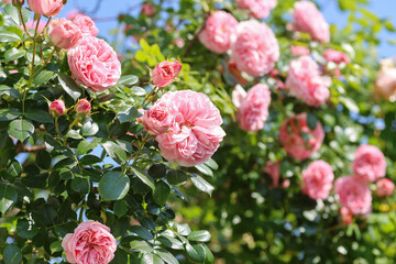 Beautiful pink english climbing roses in bright sunshine in the perennial cottage garden in summer.