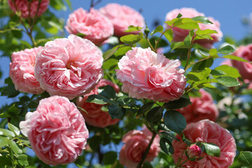 Fototapeta premium Beautiful pink english climbing roses in bright sunshine in the perennial cottage garden in summer.