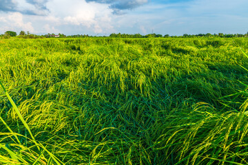 Scenic view landscape of Rice field green grass with field cornfield or in Asia country agriculture harvest with fluffy clouds blue sky daylight background.