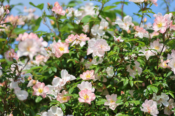 Beautiful pink english climbing roses in bright sunshine in the perennial cottage garden in summer.
