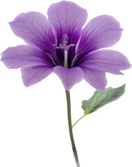 Violet flower. Close-up glowing translucent violet color flower. 