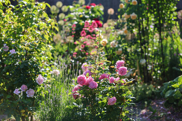 Beautiful view of pink english roses and other perennial flowers in bright sunshine in the perennial cottage garden in summer.