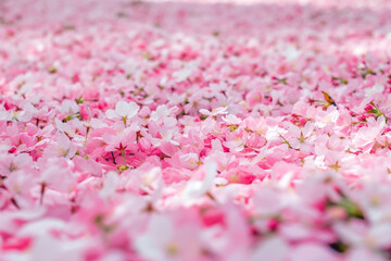 Spring Palette. Carpet of Cherry Blossom Petals.