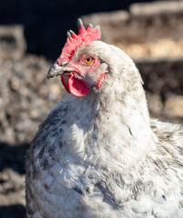 Portrait of a chicken on a farm