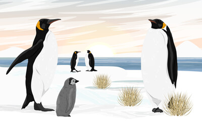 A flock of emperor penguins with chicks stands on the ocean shore with snow and dry grass. Birds of the South Poles. Realistic vector landscape