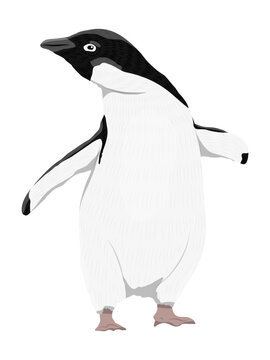 Adelie Penguin. Birds of the South Pole. Realistic vector animal