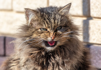 Portrait of a cat with an open mouth