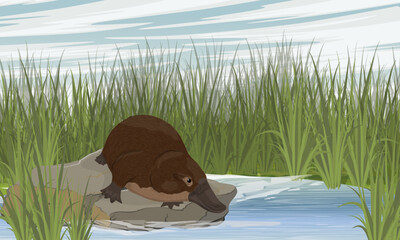 The platypus sits on a stone on the shore of a lake. Tall green coastal grass. Endemic species of Australia and Tasmania. Realistic vector landscape