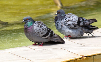 Two pigeons on a pond