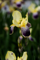 ジャーマンアイリス