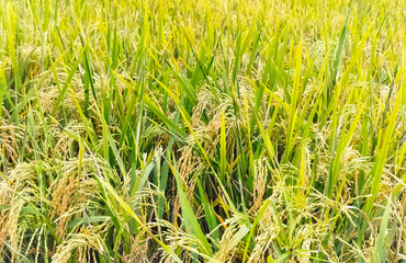 Close Up Yellow paddy fields in a rice field in a rural community in Indonesia. The paddy fields are almost harvest time and there are beautiful skies all around.