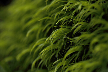 forest moss fibers photographed very close up