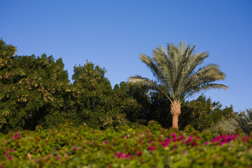 Scenic photo of lush foliage with flowers and trees with a tall palm tree against a blue sky