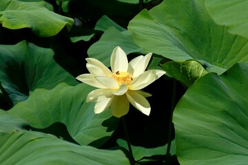yello water lily