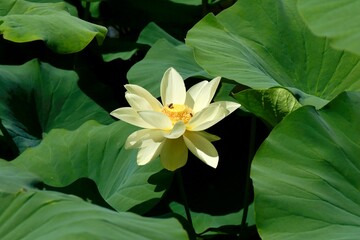 yello water lily © Lotte