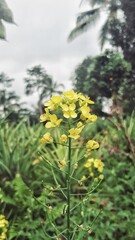 yellow flowers in a natural background