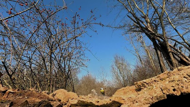 cinciallegra a caccia di semi di girasole