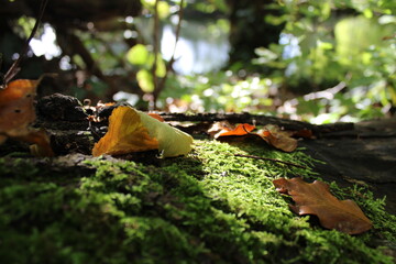 Moss-covered log, harboring various dry leaves and tree seeds that didn't reach their destination, the log is obstructing the path of a natural and untouched forest.