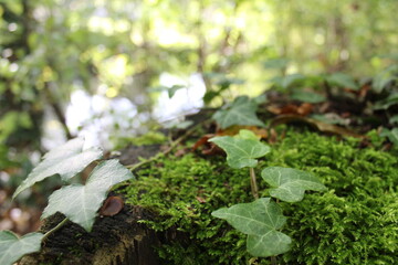 A moss-covered log lying on the riverbank, harboring various dry leaves and tree seeds that didn't reach their destination, the log is obstructing the path of a natural and untouched forest