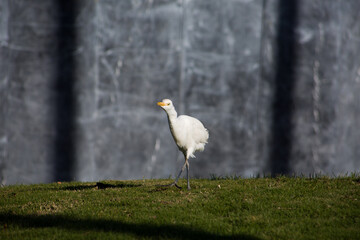 White heron walks across the lawn looking for food in the grass. Process of hunting a heron in the...