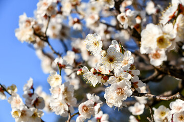 白い梅の花