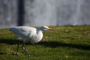 Cattle egret looks for insects in the grass. White egret hunting in the park