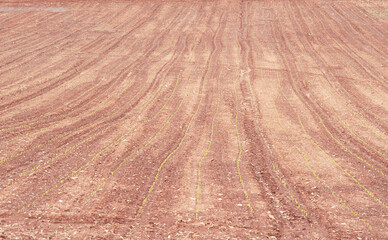 Crop fields with sprouting plants.