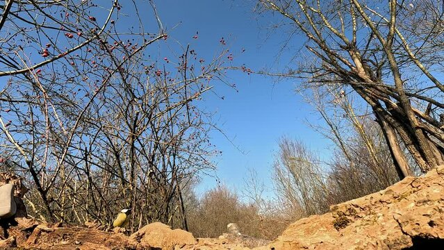 Parus major in alimentazione