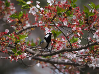 桜の木の枝にとまるシジュウカラ