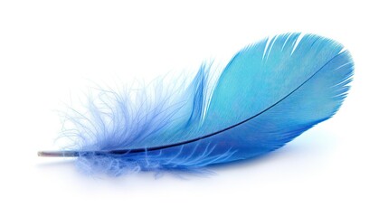 blue feather isolated on a white background