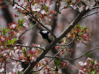 桜の木の枝にとまるシジュウカラ