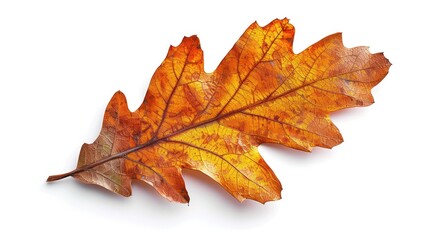 Fototapeta premium Autumn maple leaf on a white background