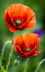 Fototapeta premium red poppy flower,spring, flowers, beauty, poppies, blossom, floral, flora, 