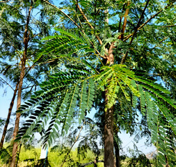 Close-up. Leucaena leucocephala, petai selong or petai cina is a kind of shrub from the Fabaceae tribe, which is often used in land greening or erosion prevention.
